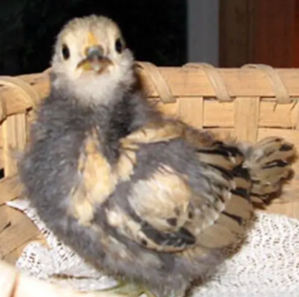 World's oldest hen, Peanut, as a chick