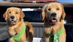 Golden retrievers Meadow and Max, the mayor of Idllywild, California