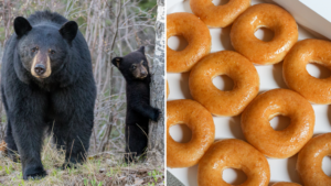 Mama bear and cub, and donuts
