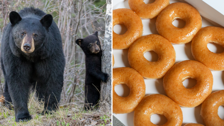Mama bear and cub, and donuts