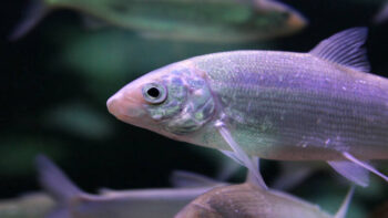 European whitefish, Coregonus lavaretus