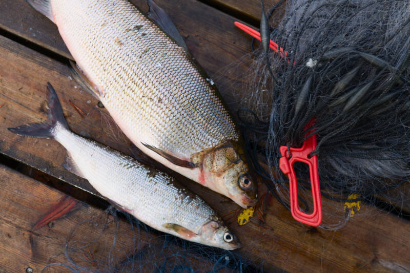 Two whitefishes on the dock, side by side with a fishnet