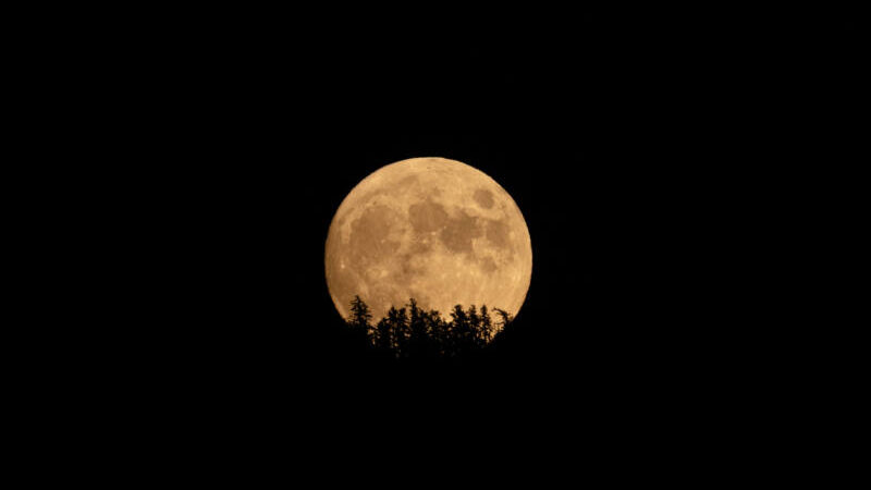 large orange full moon rising behind silhouette of trees in the black night sky