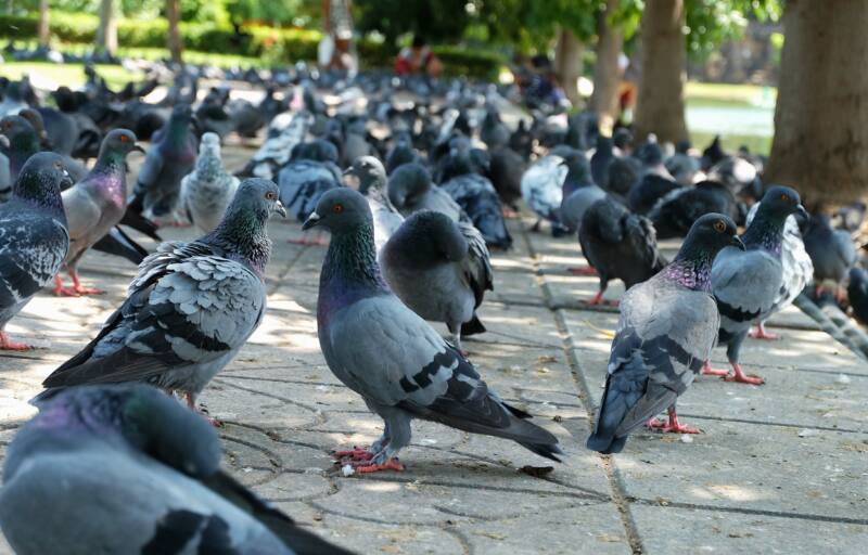 Many pigeons on walkway in park