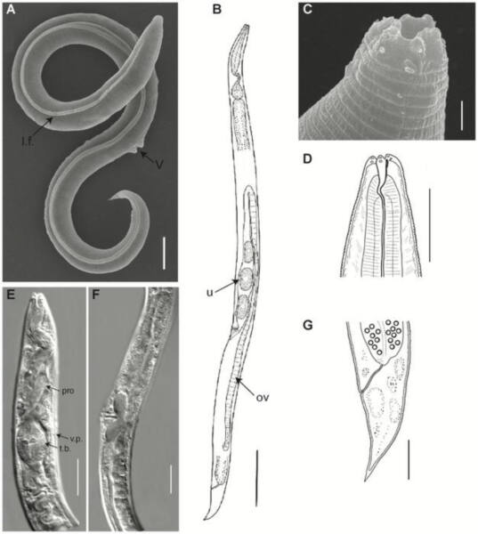 scientific diagrams of a worm-like creature