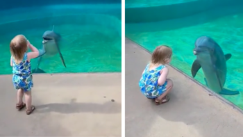 little girl interacting with dolphin at aquarium