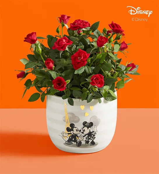 rose plant in white and gold planter with mickey and minnie on it 