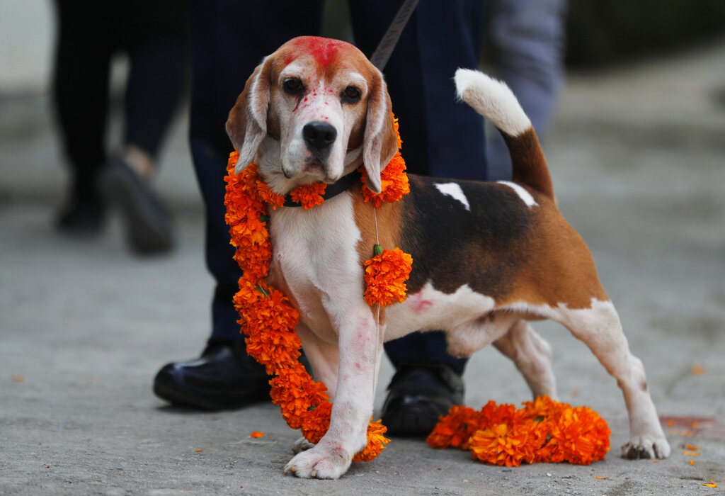 Dog stands decorated with a garland of flowers during Tihar festival