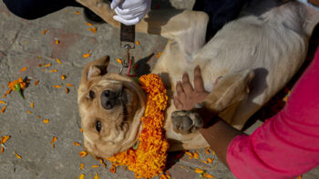 woman puts marigold petals on a police dog during Tihar festival