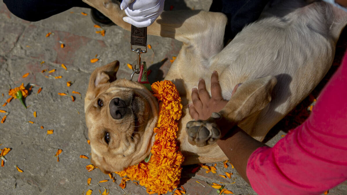 woman puts marigold petals on a police dog during Tihar festival