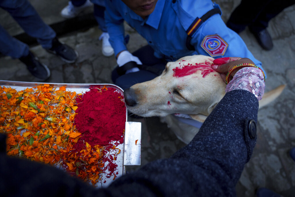 People praise dog during Nepal's Dog Festival