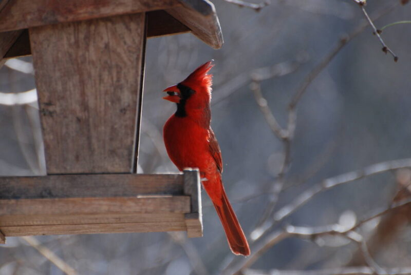 Northern cardinal at bird feeder in winter