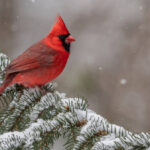 Male northern cardinal on snowy evergreen branch