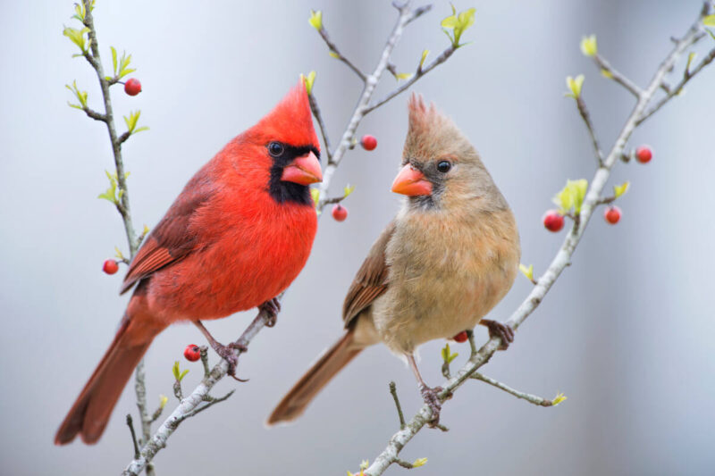 Male and female northern cardinals on snowy holly branches