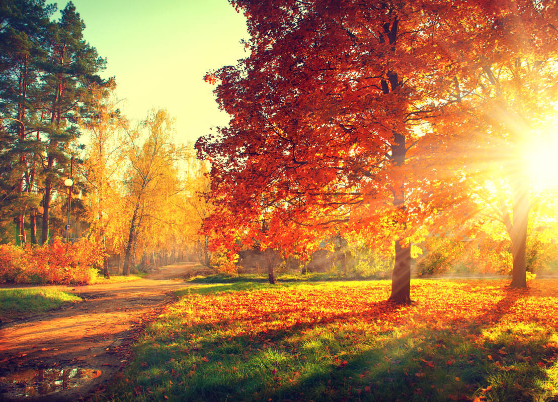 Trees in beautiful fall colors, with sun shining through red and orange leaves