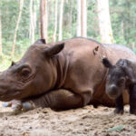 sumatran rhino and infant lying on ground with trees in background