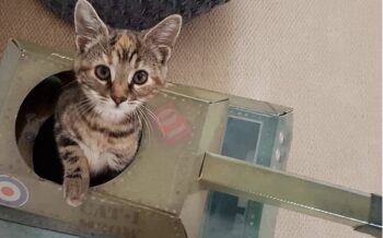 Suck UK Cat Tank Cat House Cardboard Cat House