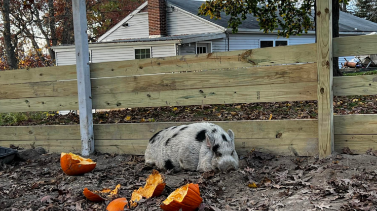 Kevin, a white pig with black spots, rests at home