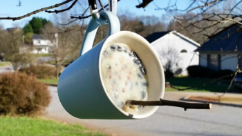 bird feeder mug hanging from tree branch