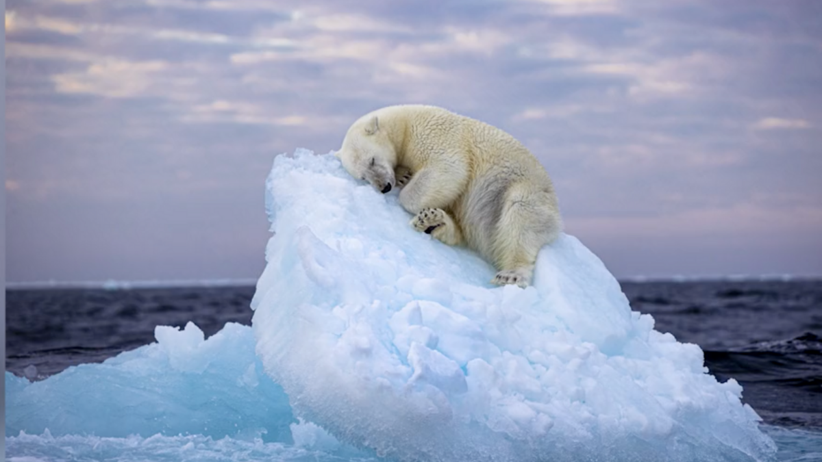 Polar bear sleeps on an iceberg