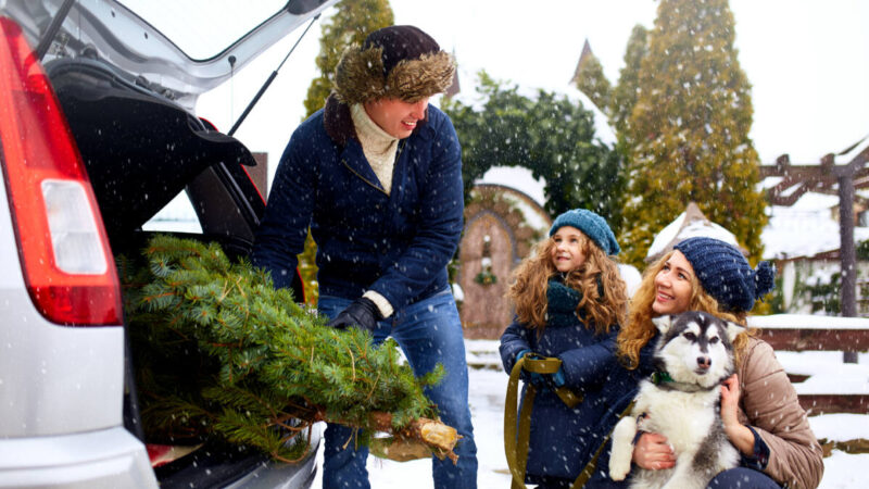 father putting christmas tree into car with children looking on