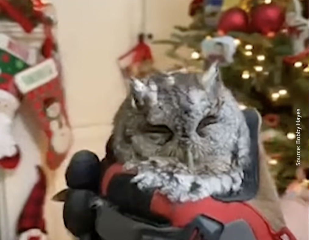 owl in gloved hand in front of christmas tree