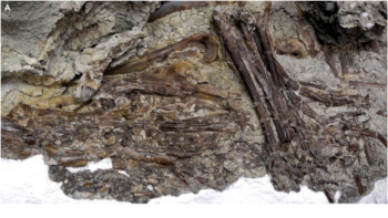 Exceptionally preserved stomach contents of a young tyrannosaurid reveal an ontogenetic dietary shift in an iconic extinct predator.