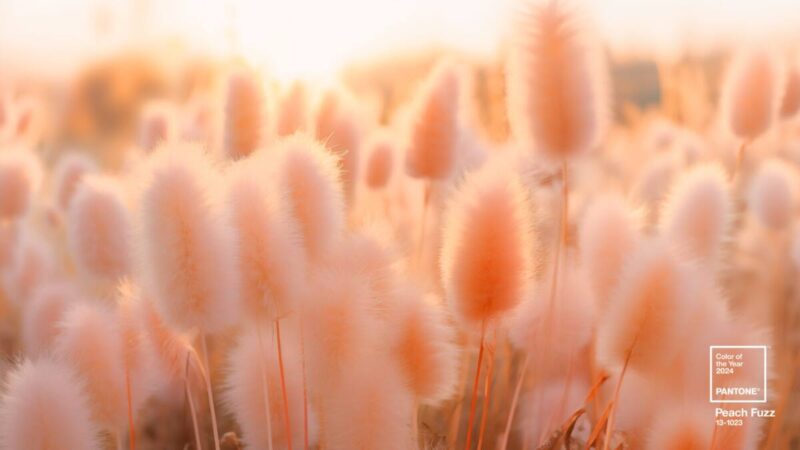 Field of fuzzy peach colored grasses in Pantone's 2024 color of the year