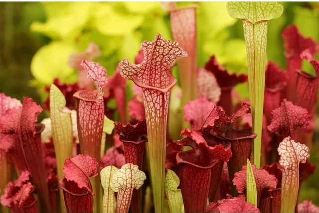 photo of a collection of carnivorous mini pitcher plants