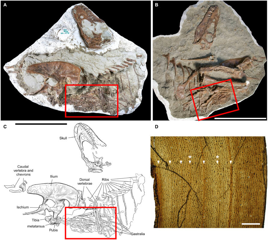 Exceptionally preserved stomach contents of a young tyrannosaurid reveal an ontogenetic dietary shift in an iconic extinct predator.