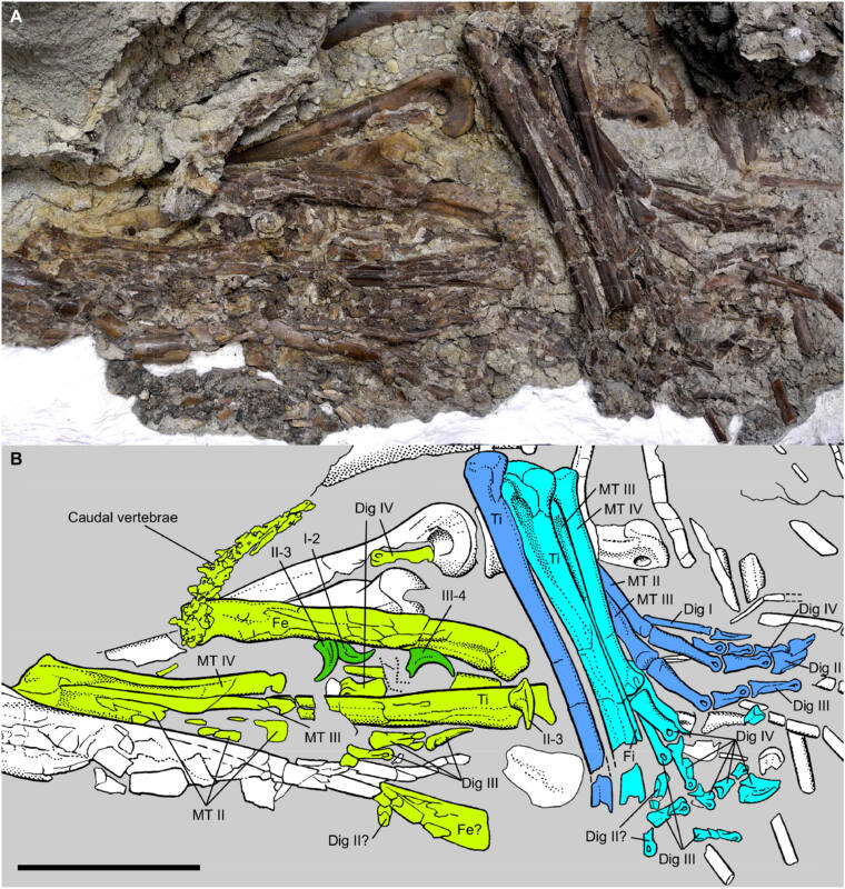 Exceptionally preserved stomach contents of a young tyrannosaurid reveal an ontogenetic dietary shift in an iconic extinct predator. 