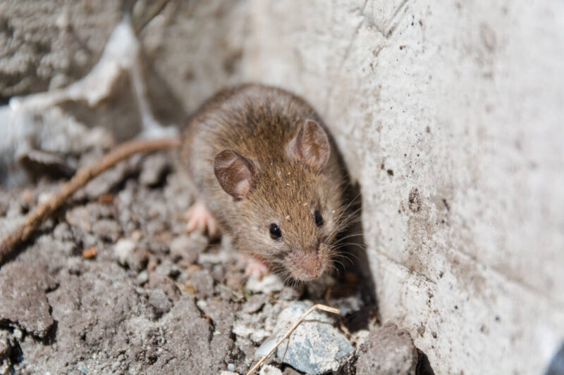 Brown mouse running along a stone wall