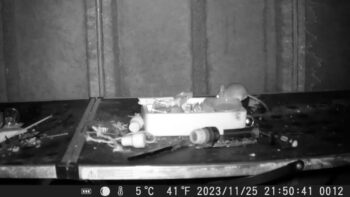Mouse filmed tidying a man's shed at night