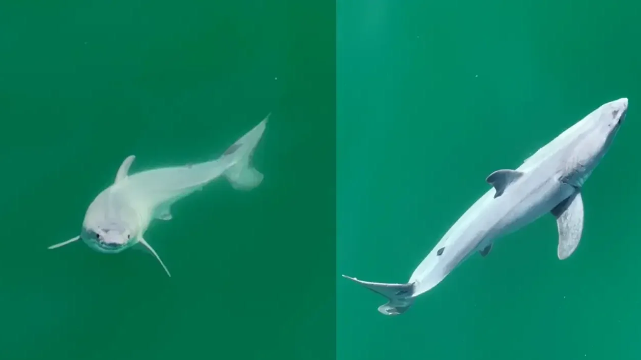 small white shark swimming in ocean