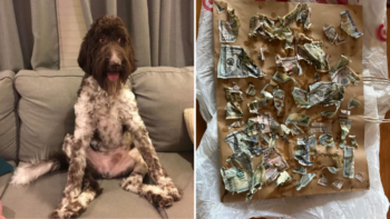 Cecil, a 7 year old Goldendoodle, ate $4,000 in cash belonging to his owners Clayton and Carrie Law of Pittsburgh