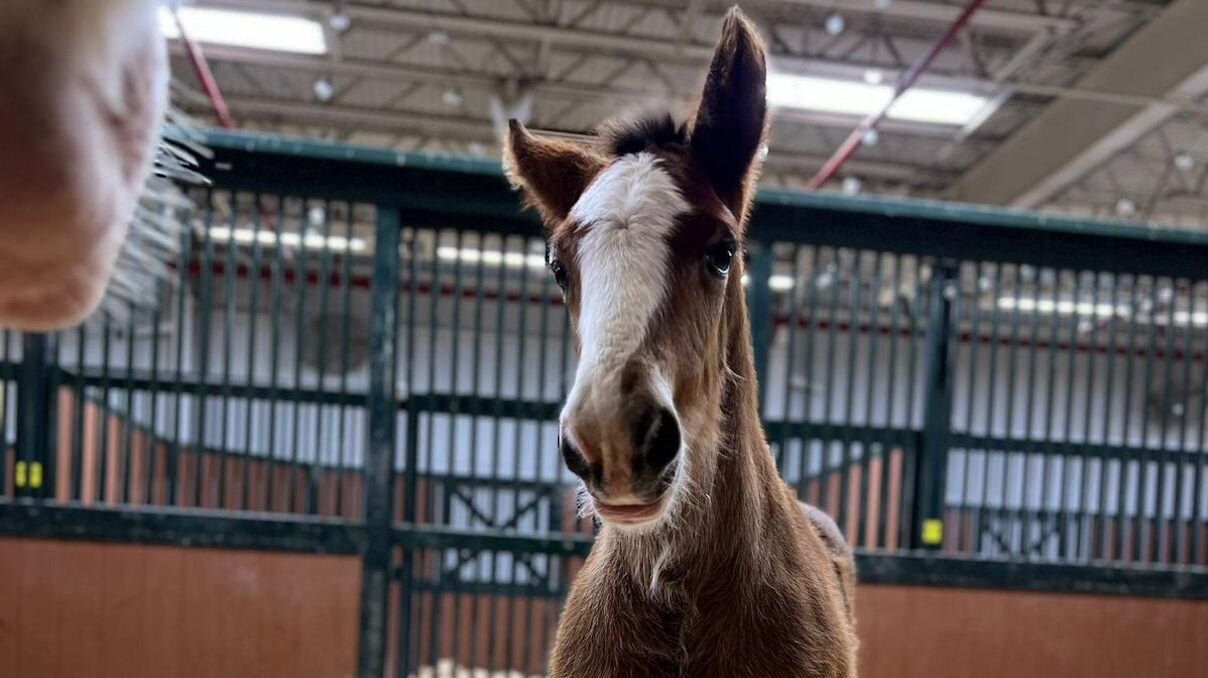 New Clydesdale foal born at Warm Springs Ranch