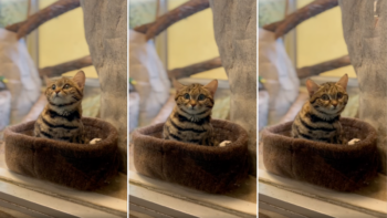 three images of Gaia the black-footed cat