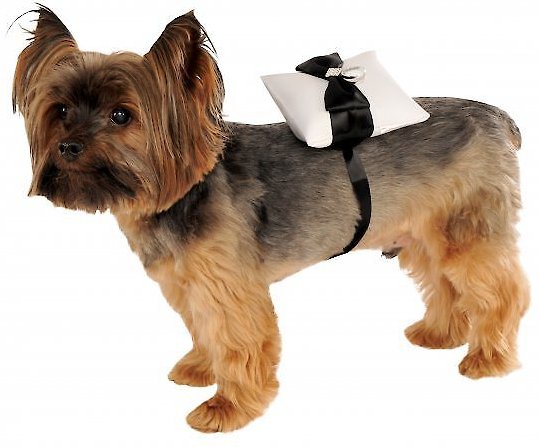 A dog wearing a ring bearer costume.