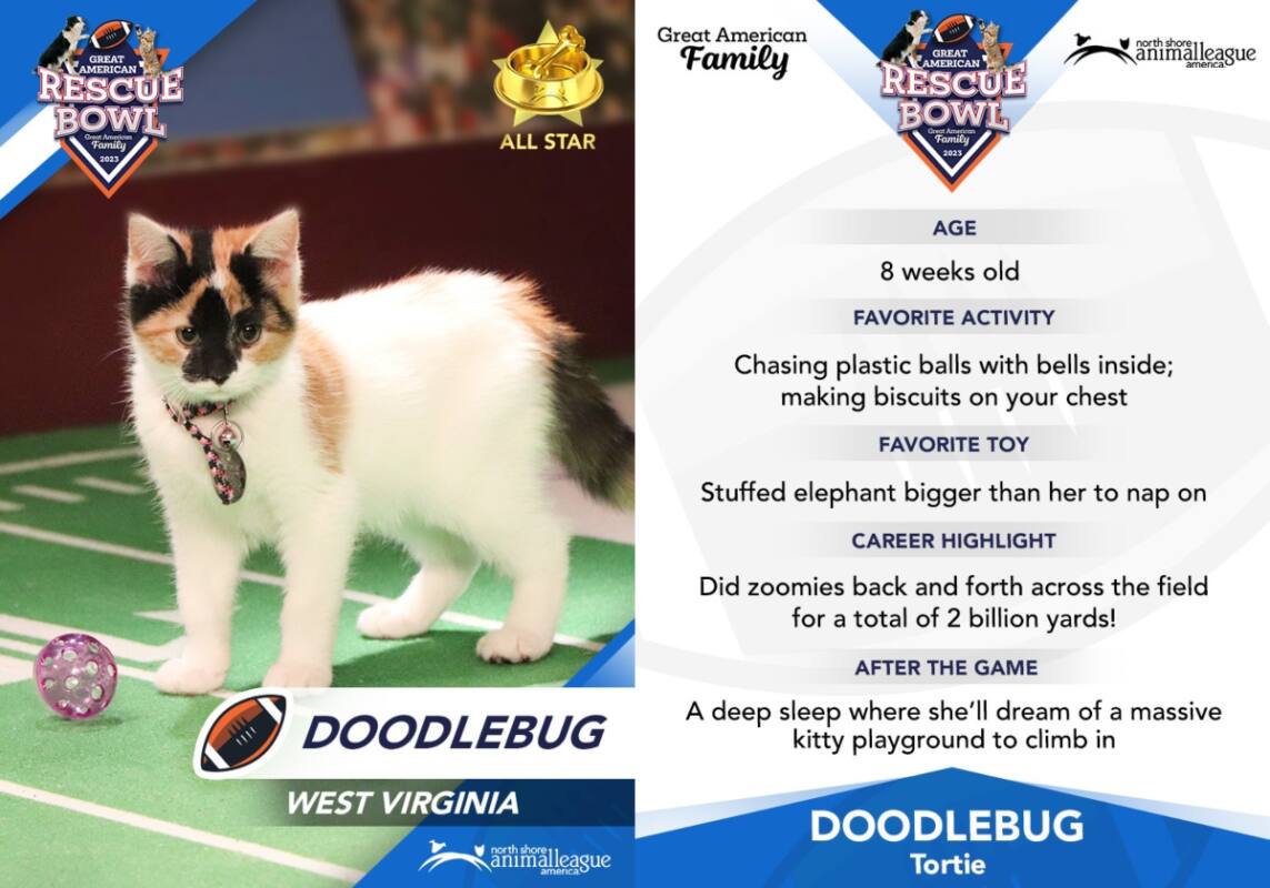 The player card of a calico kitten for the Great American Rescue Bowl