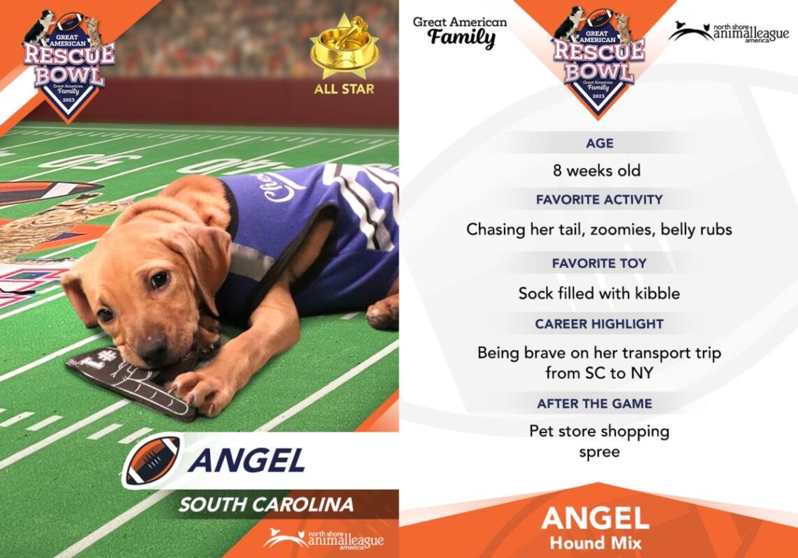 Great american rescue bowl trading card featuring dog