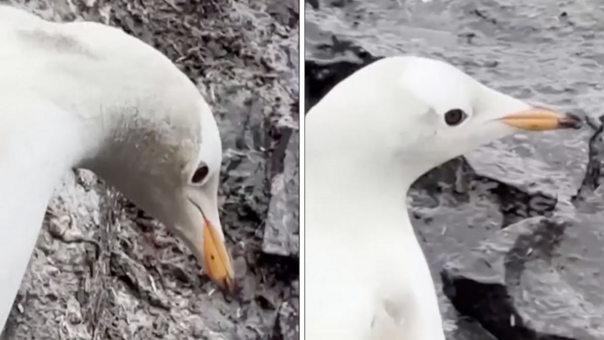 two images of white penguin