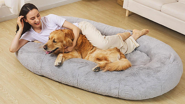 Person and dog in dog bed big enough for both from Sam's Club