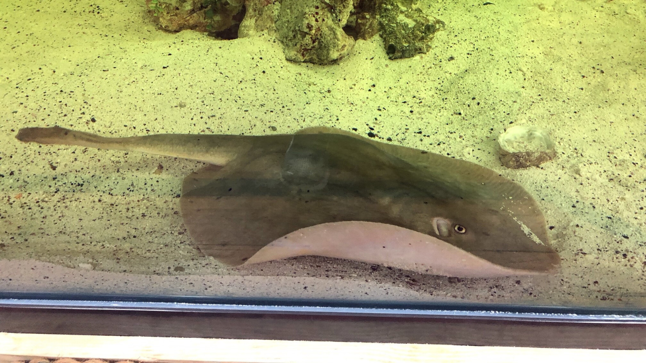 A captive stingray who doesn’t share her tank with a male ray is pregnant
