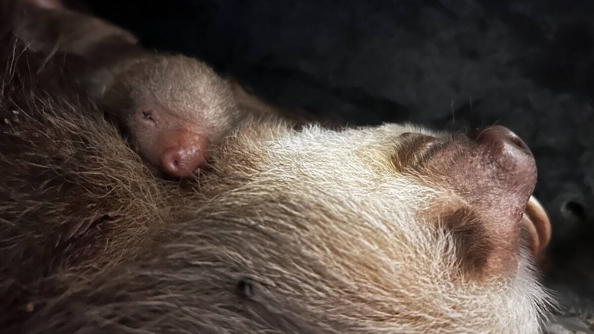 Hoffman's baby two-toed sloth and mother