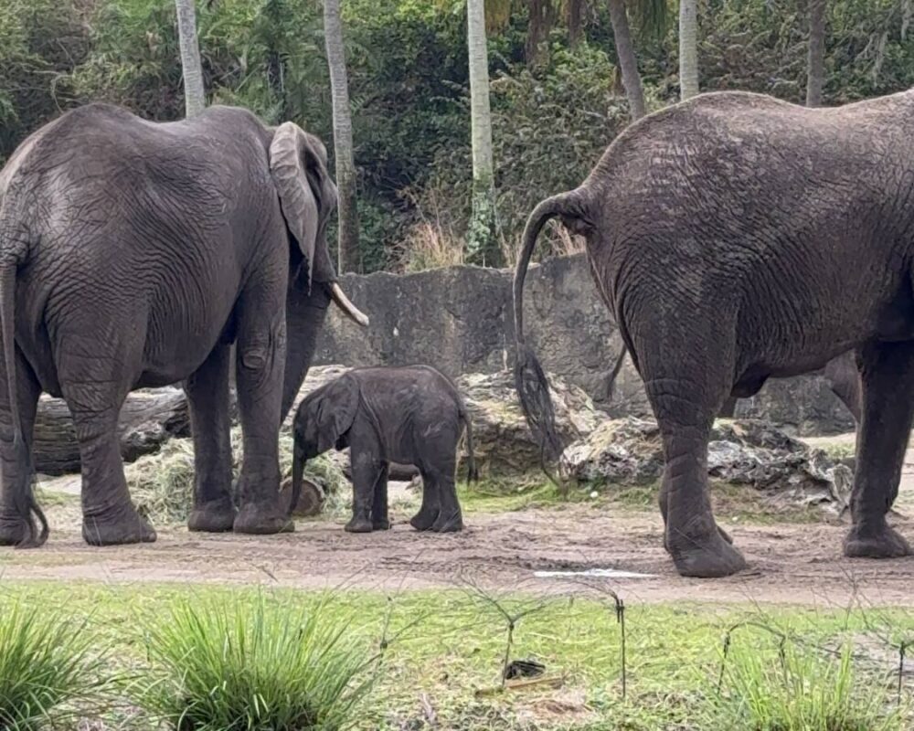 Disney's Animal Kingdom elephants including baby Corra
