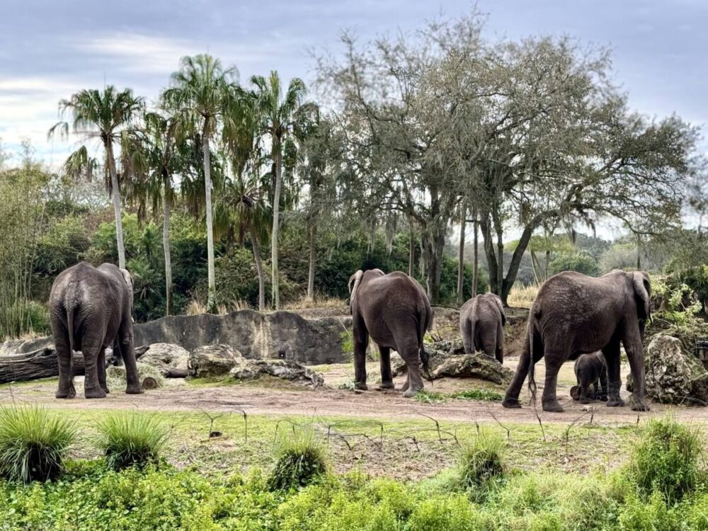 elephants at Disney's Animal Kingdom