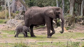 baby elephant Corra and mom at Disney's Animal Kingdom