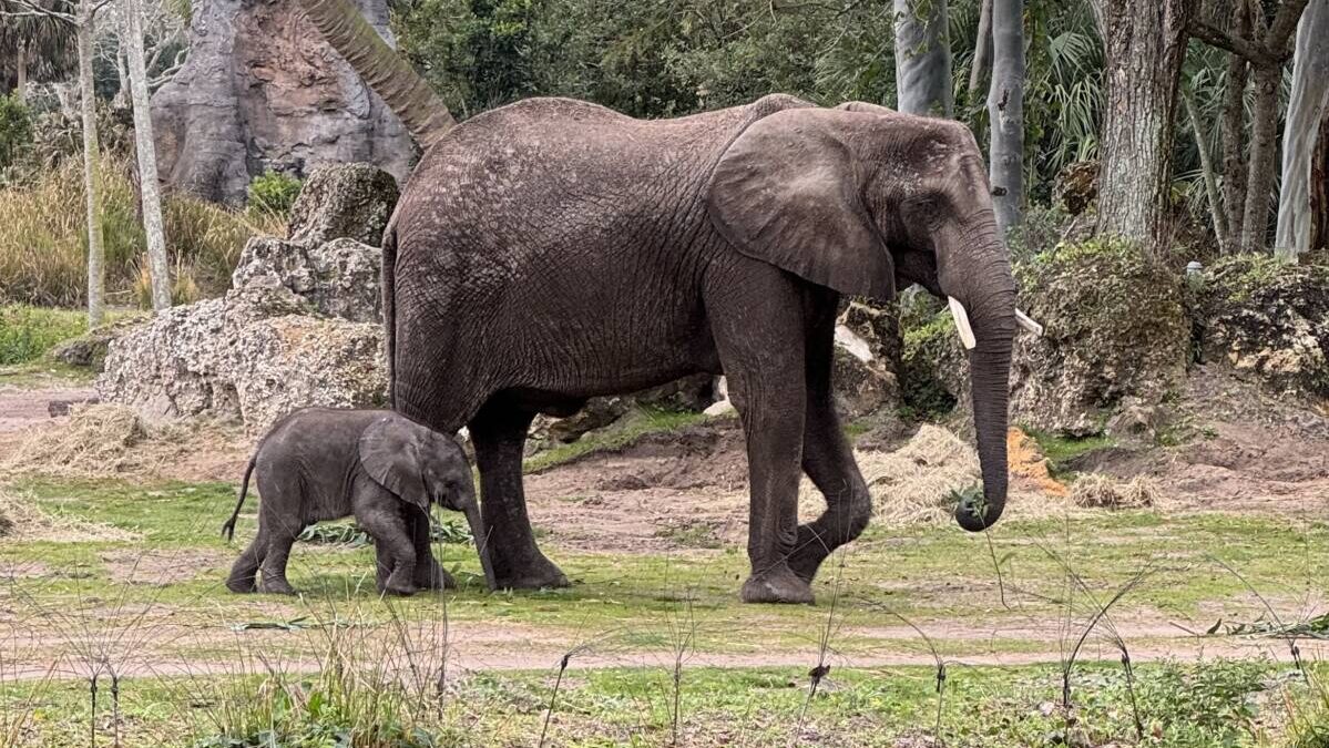 Watch this baby elephant take her first steps on the savanna at Disney’s Animal Kingdom
