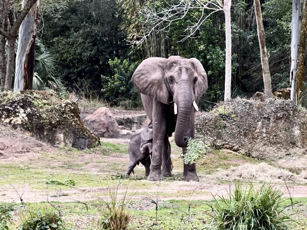 Nadirah elephant and baby Corra at Disney's Animal Kingdom