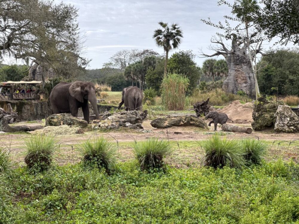 elephants at Magic Kingdom